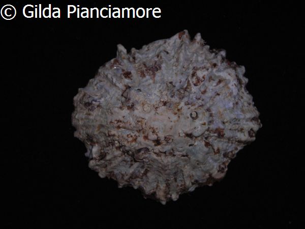 no photo for this shell